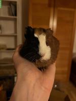 Junges Meerschweinchen Böckli sucht neues Zuhause