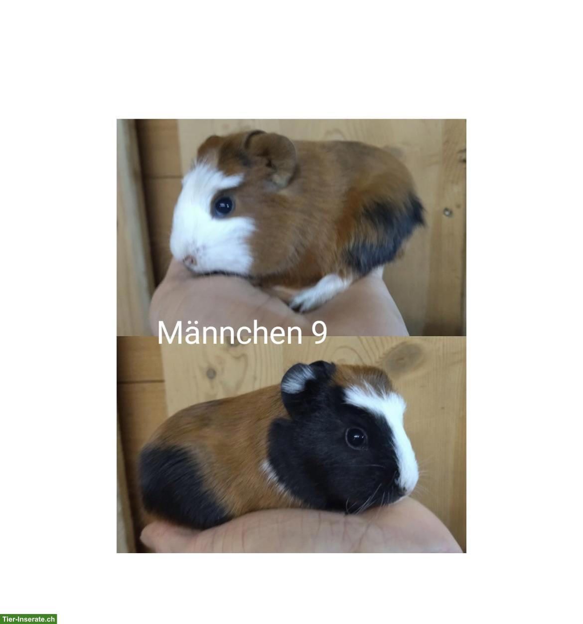 Bild 2: Junges Meerschweinchen Böckli sucht neues Zuhause