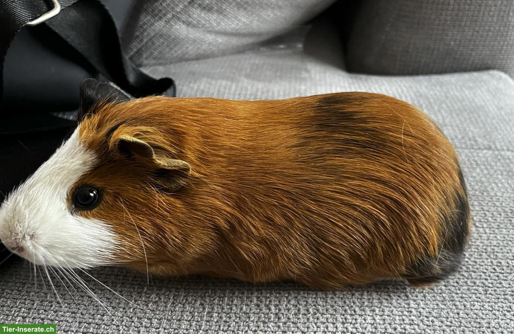 Bild 3: Junges Meerschweinchen Böckli sucht neues Zuhause