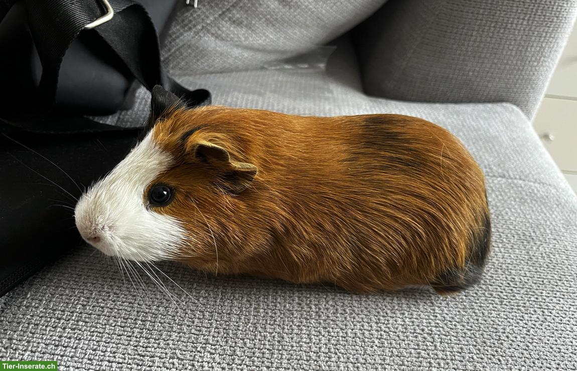 Bild 4: Junges Meerschweinchen Böckli sucht neues Zuhause