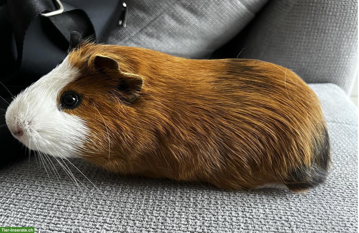 Bild 5: Junges Meerschweinchen Böckli sucht neues Zuhause