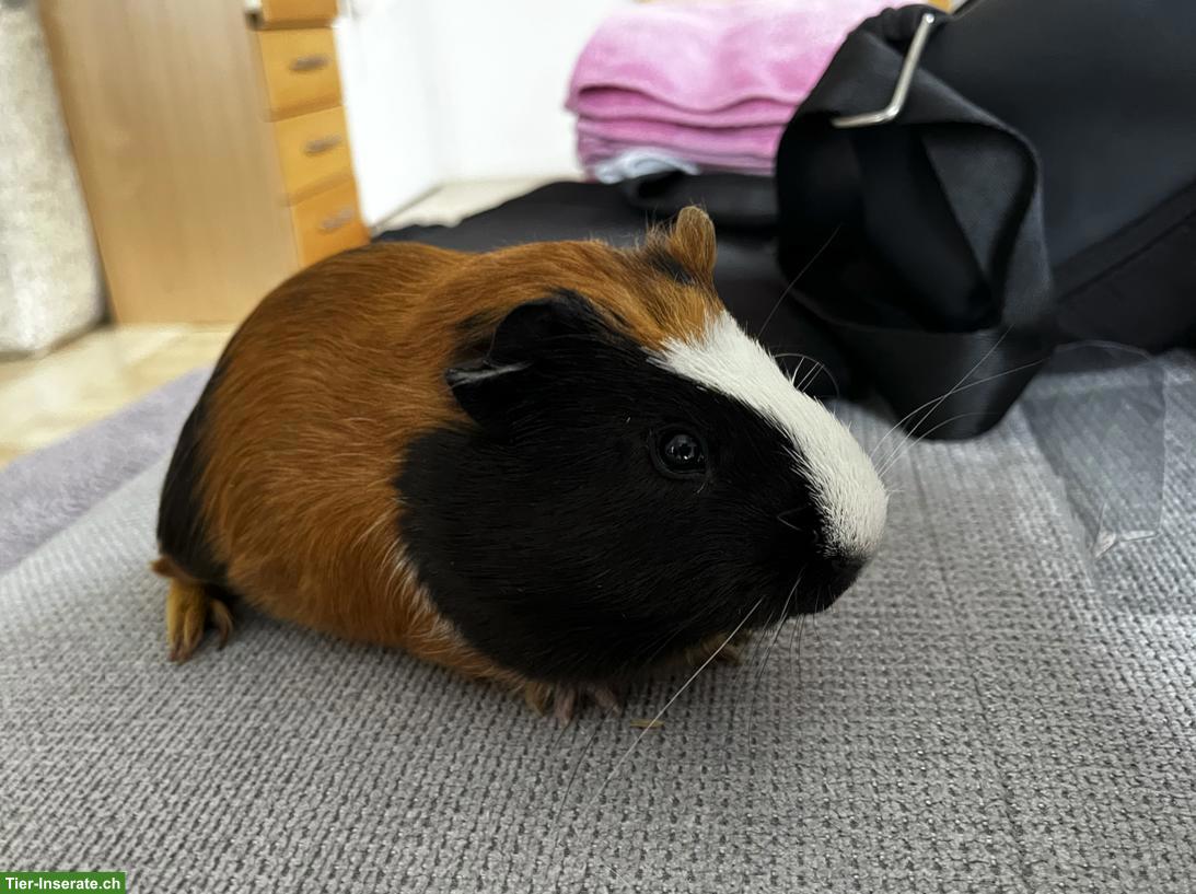 Bild 6: Junges Meerschweinchen Böckli sucht neues Zuhause