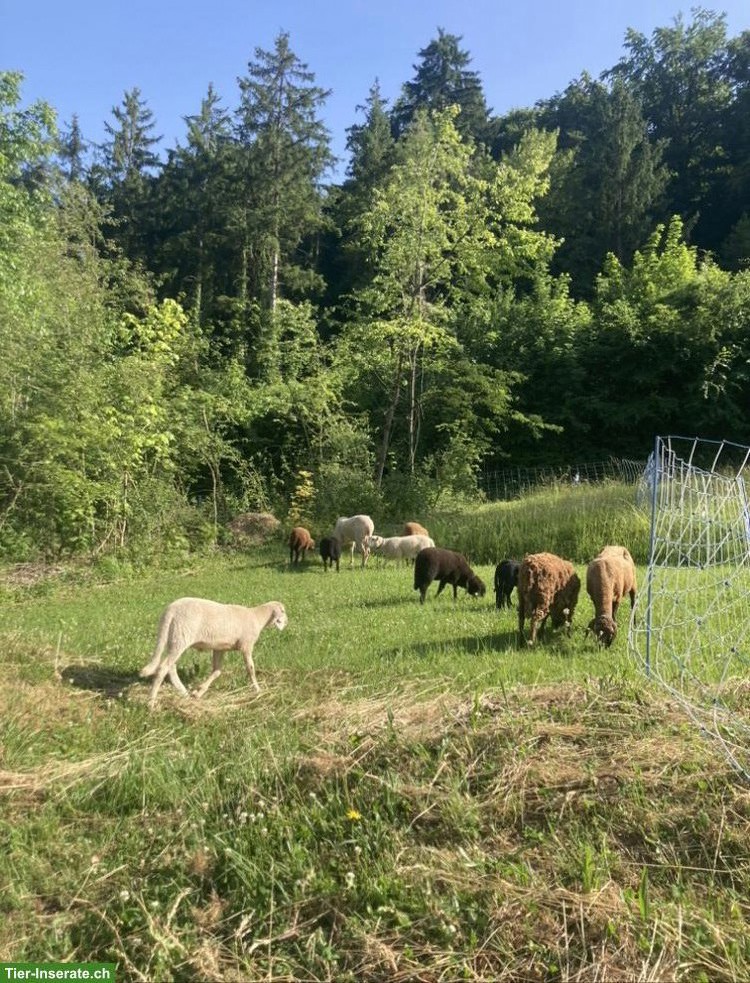 Engadiner Bergschaf Lämmer, 16 Wochen