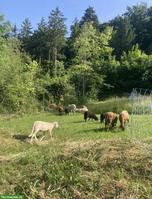 Engadiner Bergschaf Lämmer, 16 Wochen