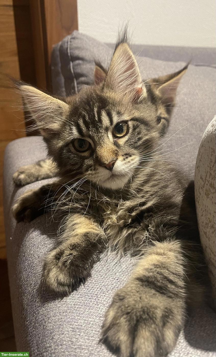 Süsse Maine Coon Kitten, Kater