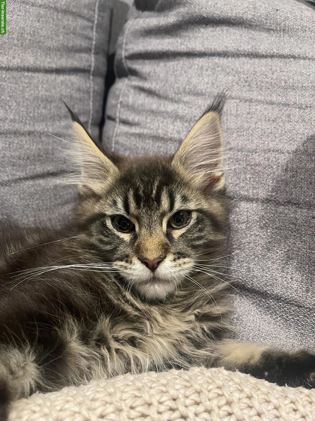 Bild 2: Süsse Maine Coon Kitten, Kater