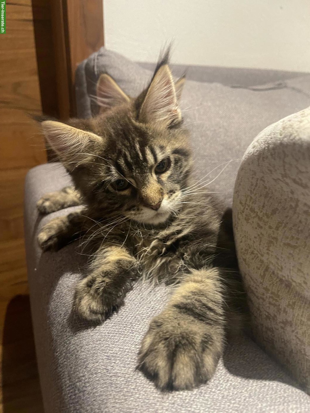Bild 3: Süsse Maine Coon Kitten, Kater