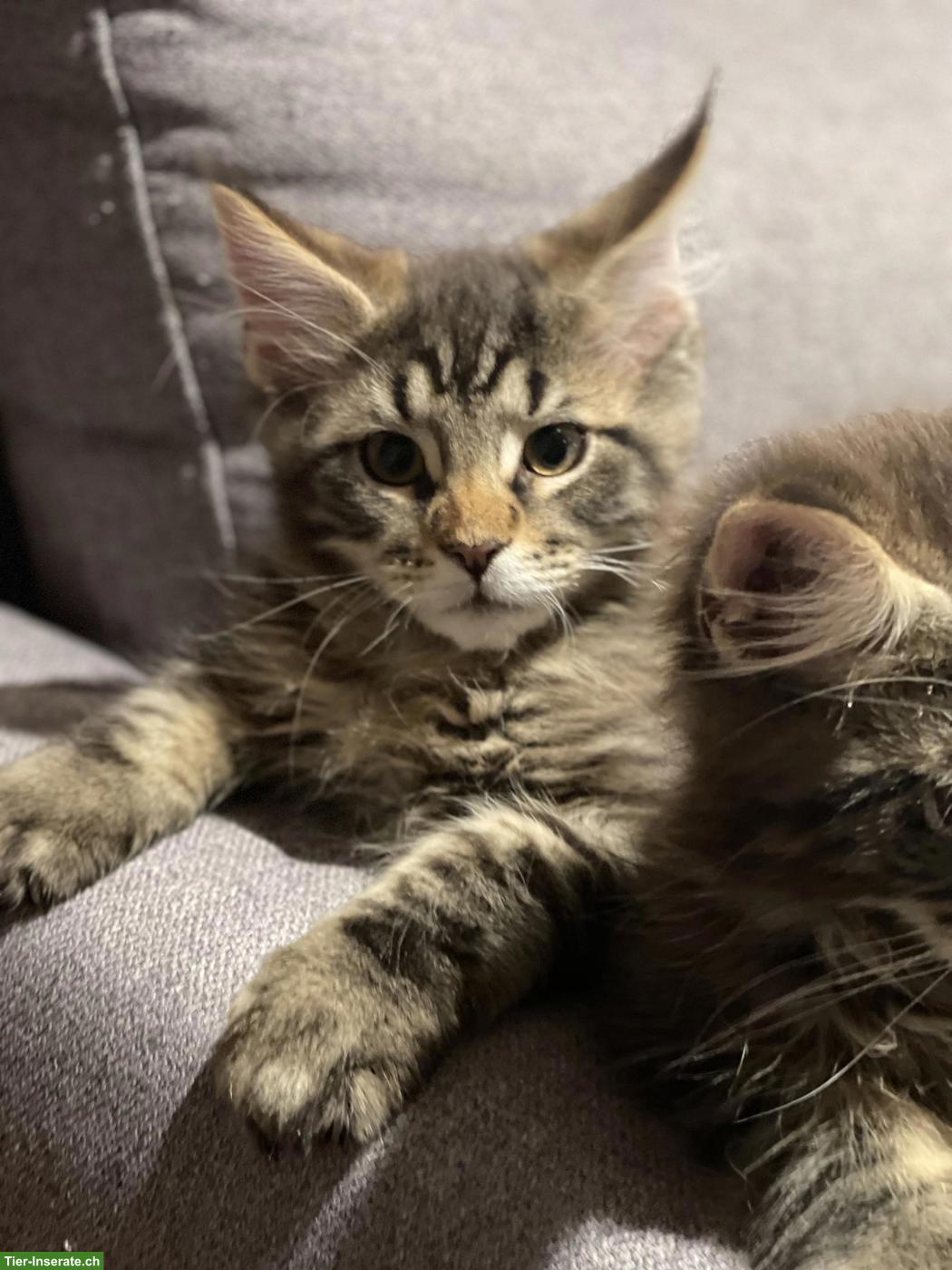Bild 4: Süsse Maine Coon Kitten, Kater