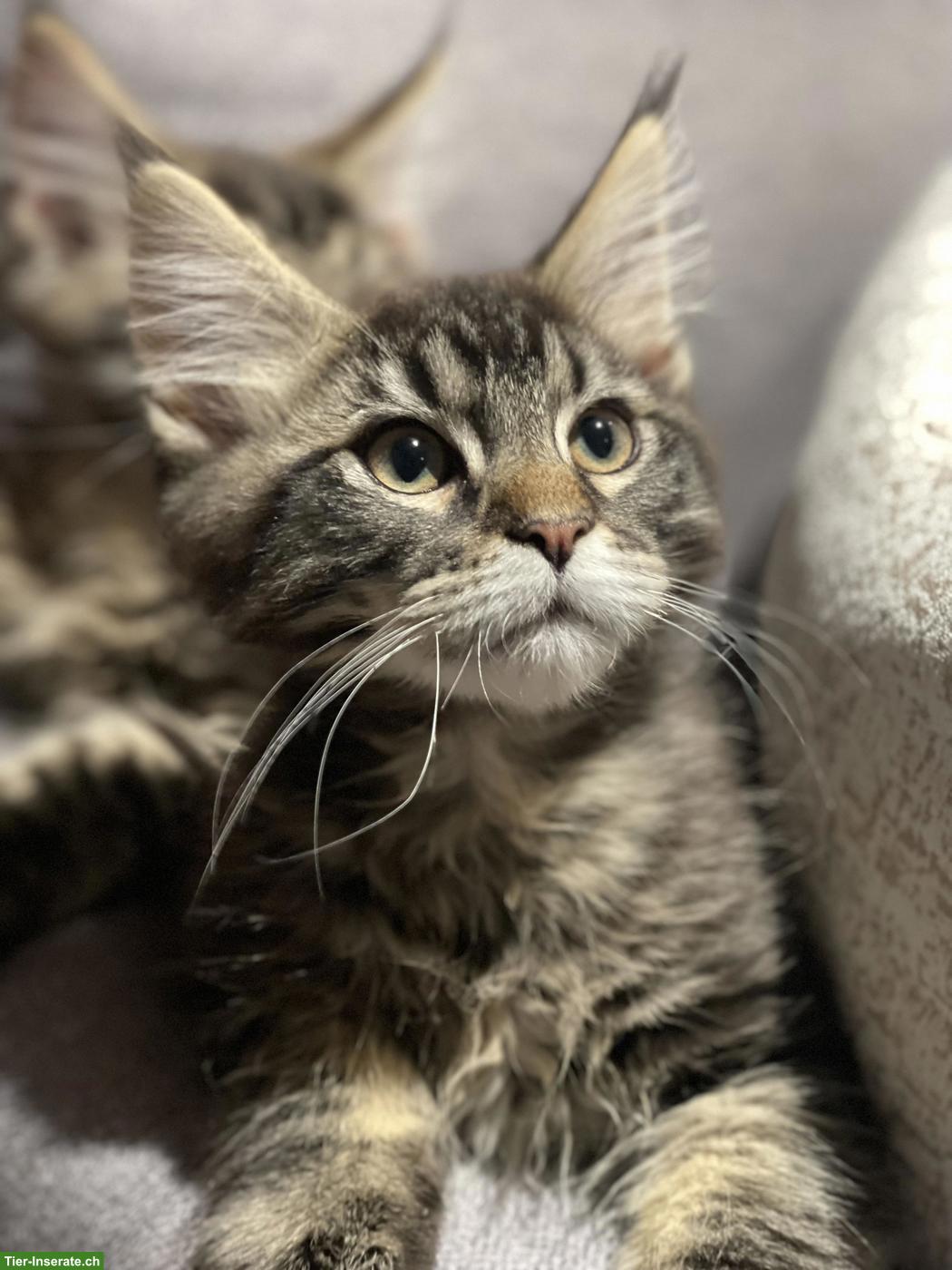Bild 5: Süsse Maine Coon Kitten, Kater