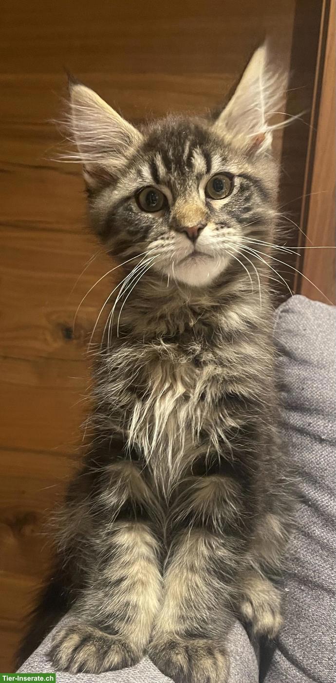 Bild 6: Süsse Maine Coon Kitten, Kater