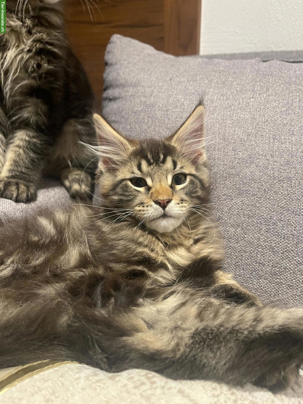 Bild 7: Süsse Maine Coon Kitten, Kater