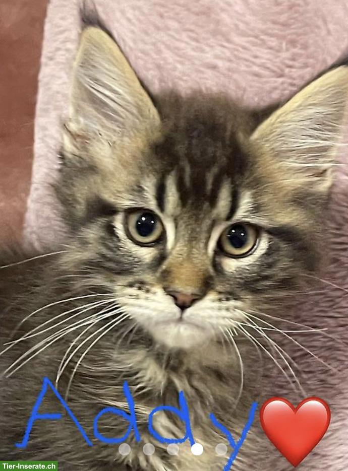 Bild 8: Süsse Maine Coon Kitten, Kater