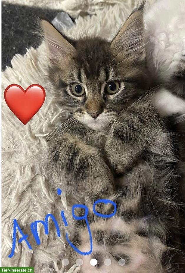 Bild 9: Süsse Maine Coon Kitten, Kater