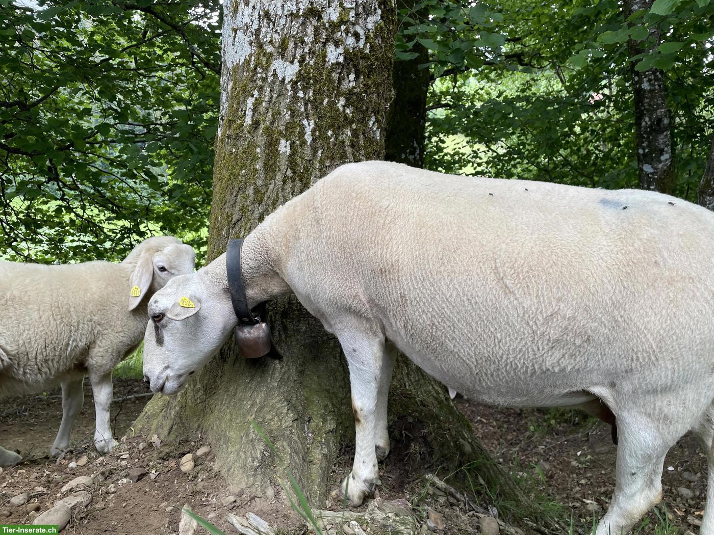 Schöne Bio-Spiegelschaf Kreuzung Aue zu verkaufen