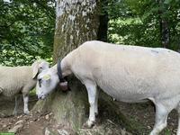 Schöne Bio-Spiegelschaf Kreuzung Aue zu verkaufen