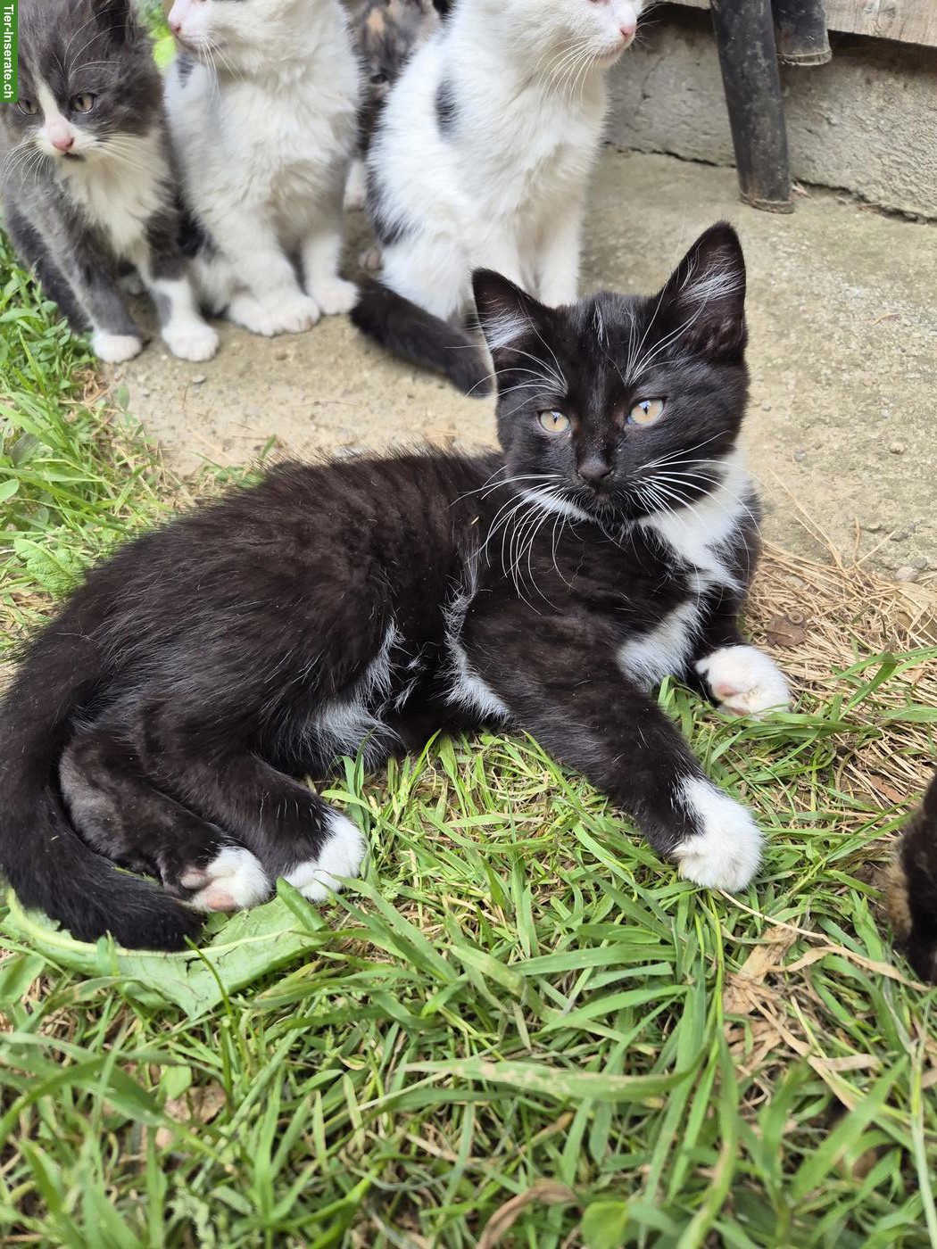 Junge Bauernhofkatzen (2 Kater) suchen liebes Zuhause