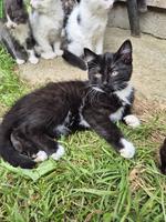 Junge Bauernhofkatzen (2 Kater) suchen liebevolles Zuhause