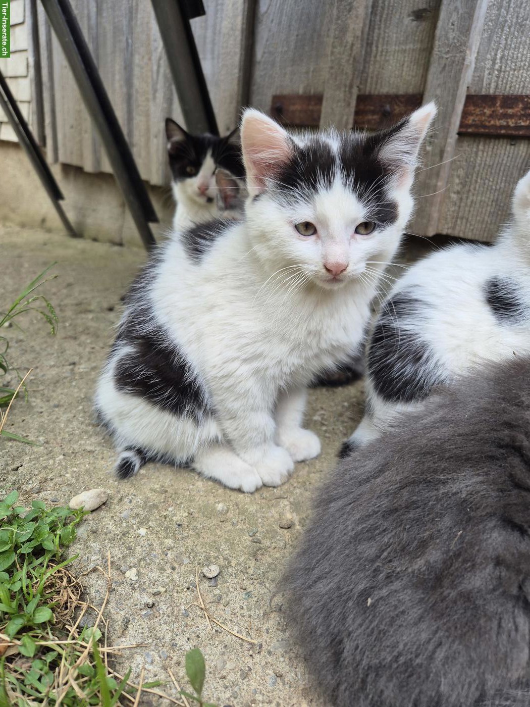 Bild 2: Junge Bauernhofkatzen (2 Kater) suchen liebes Zuhause