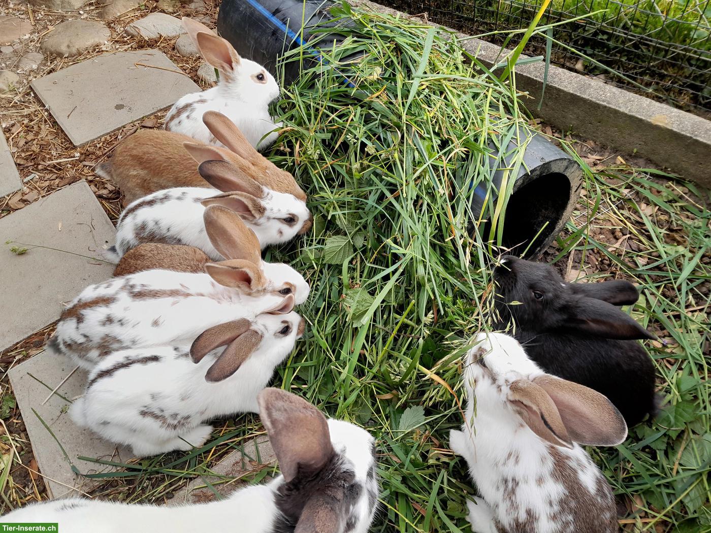 Bild 2: Junge Kaninchen, Weisswiener x Burgunder Mix