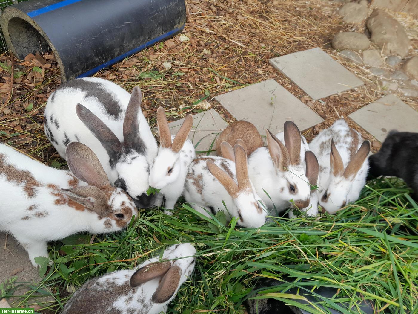 Bild 3: Junge Kaninchen, Weisswiener x Burgunder Mix