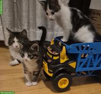 Babykatzen zu verkaufen