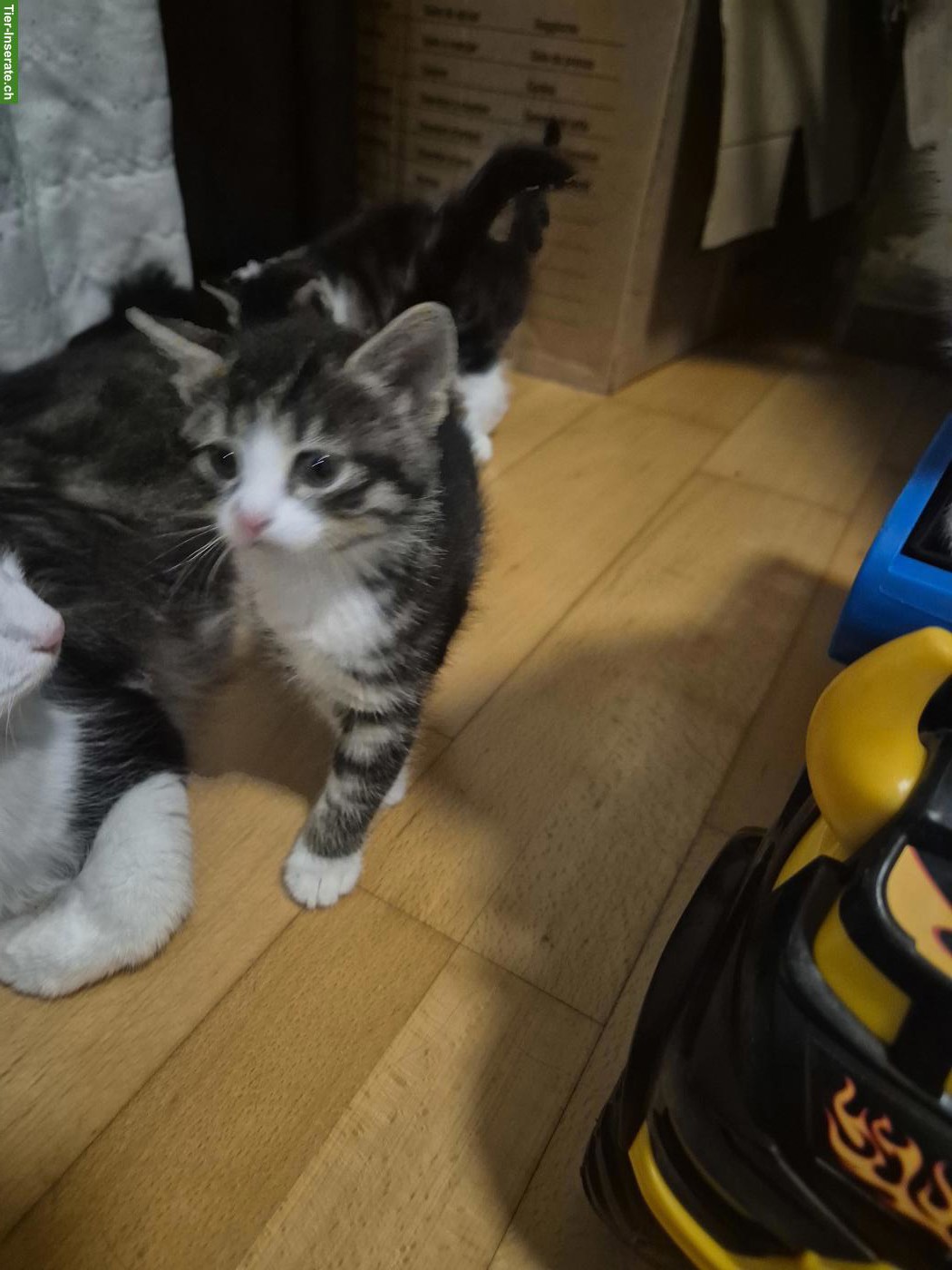 Bild 2: Babykatzen zu verkaufen