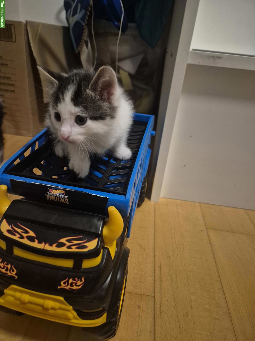 Bild 3: Babykatzen zu verkaufen