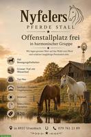 Offenstallplatz frei in Ursenbach BE mit grossem Trail & Weiden
