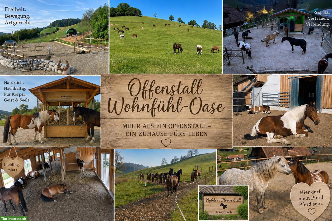 Bild 2: Offenstallplatz frei in Ursenbach BE mit grossem Trail & Weiden