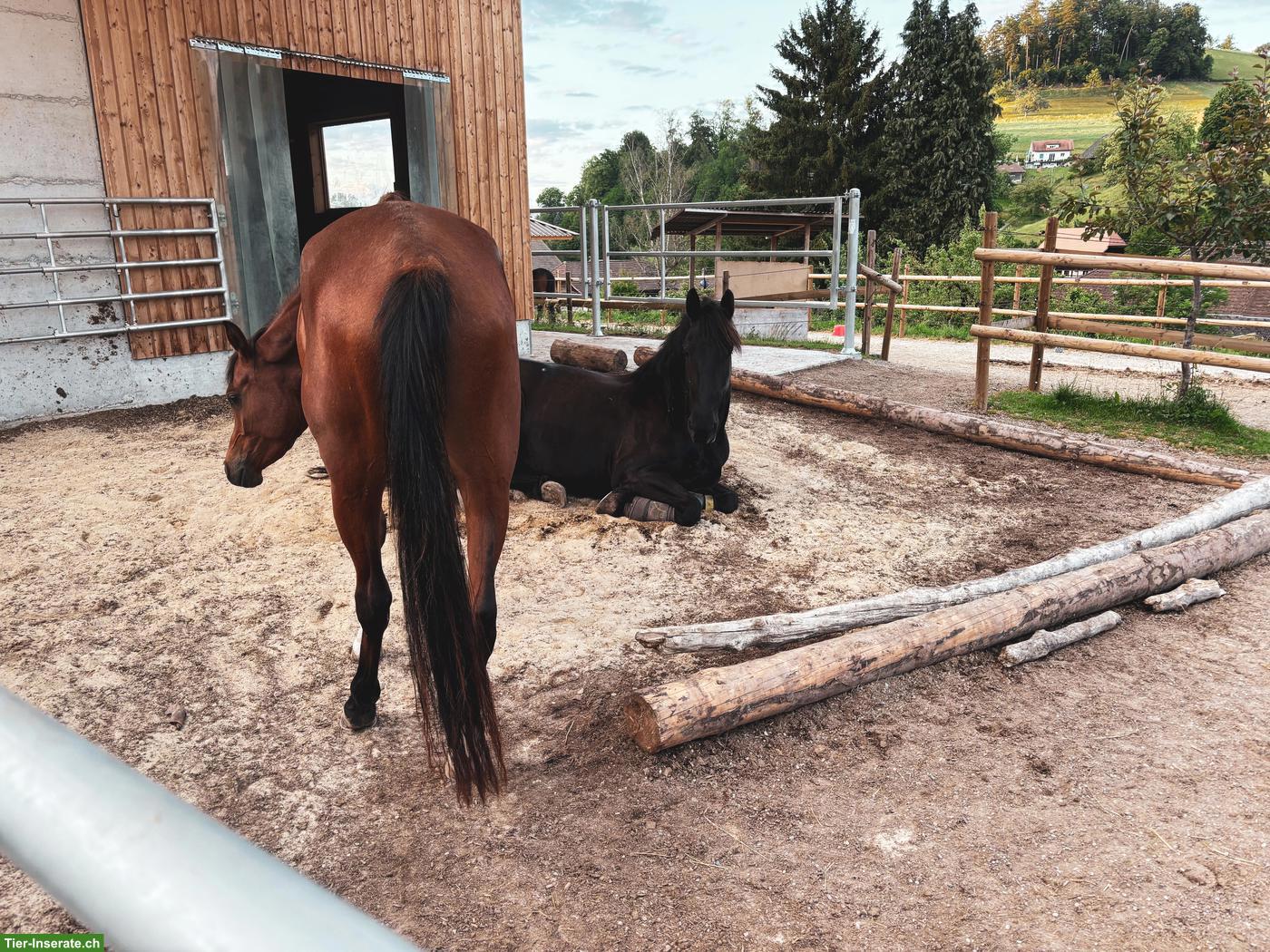 Bild 6: Offenstallplatz frei in Ursenbach BE mit grossem Trail & Weiden