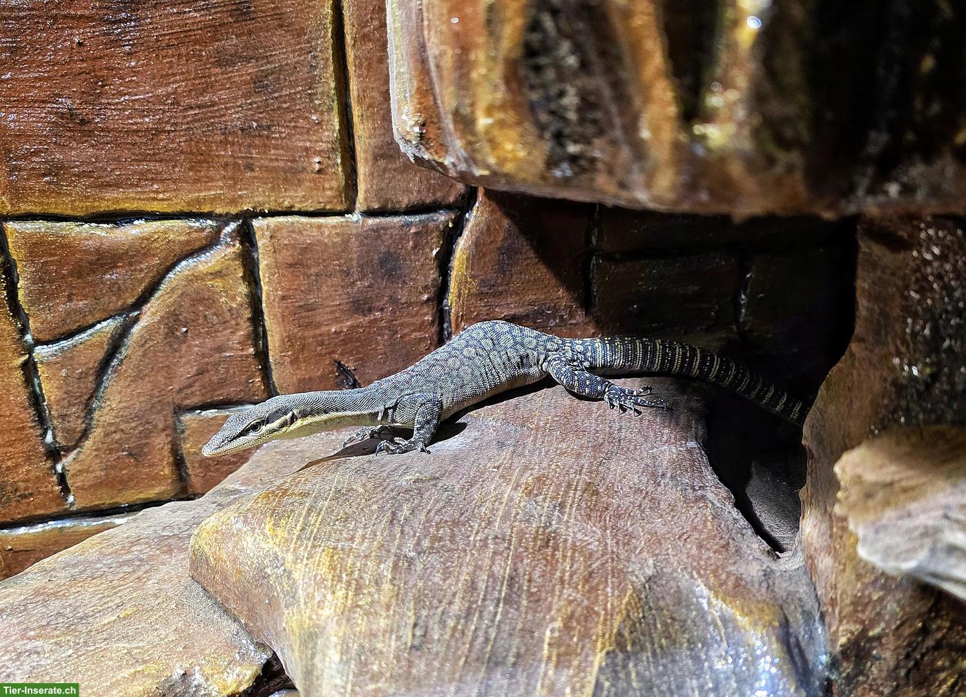0.0.2 Varanus glauerti & 0.0.2 Varanus acanthurus abzugeben