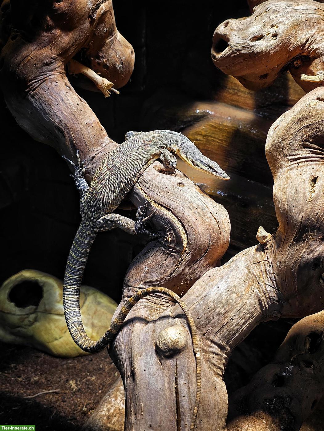 Bild 2: 0.0.2 Varanus glauerti & 0.0.2 Varanus acanthurus abzugeben