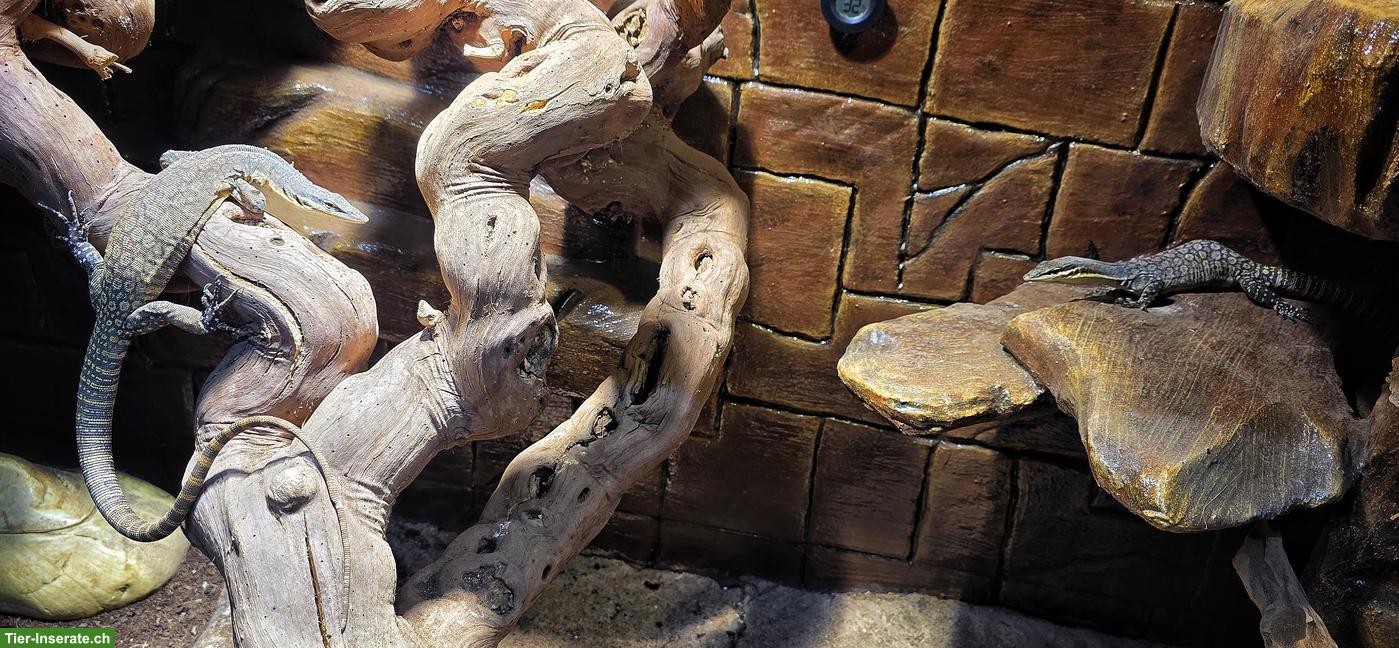 Bild 3: 0.0.2 Varanus glauerti & 0.0.2 Varanus acanthurus abzugeben