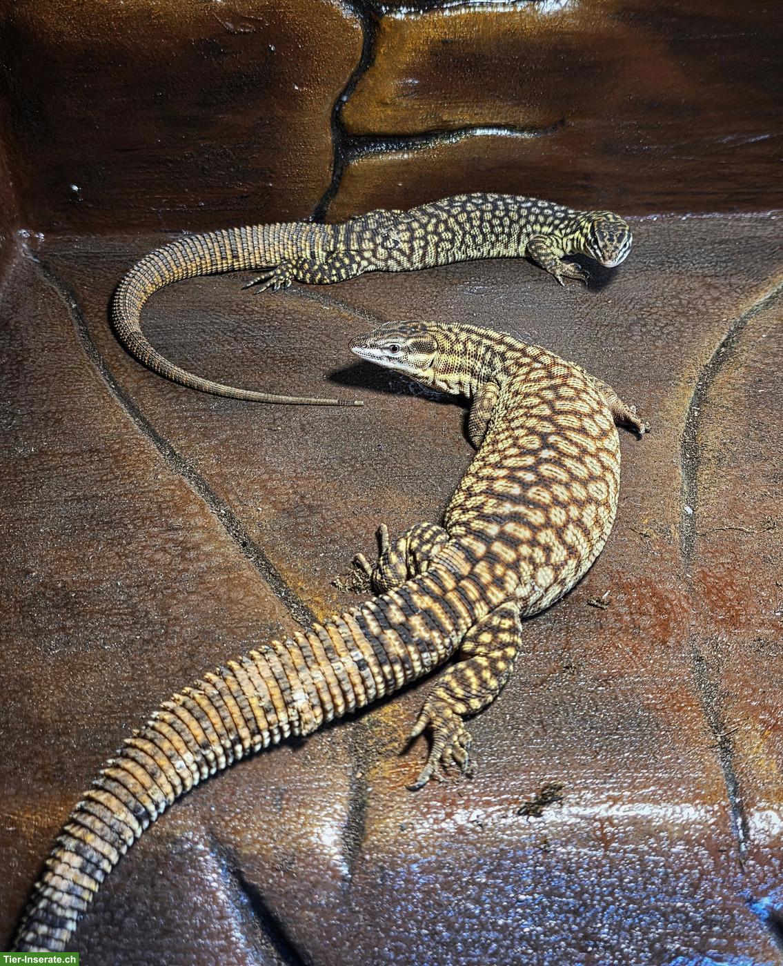 Bild 4: 0.0.2 Varanus glauerti & 0.0.2 Varanus acanthurus abzugeben