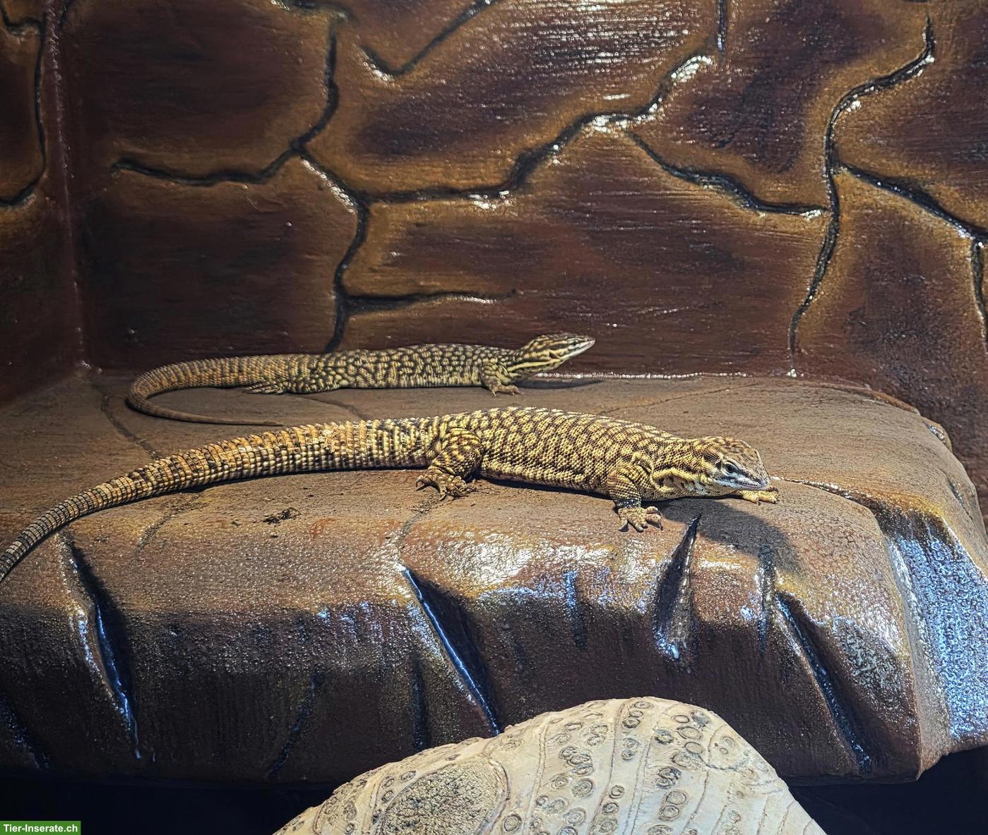 Bild 5: 0.0.2 Varanus glauerti & 0.0.2 Varanus acanthurus abzugeben
