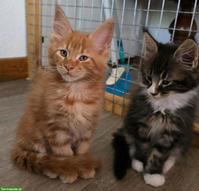 Maine Coon Kitten mit herausragendem Stammbaum
