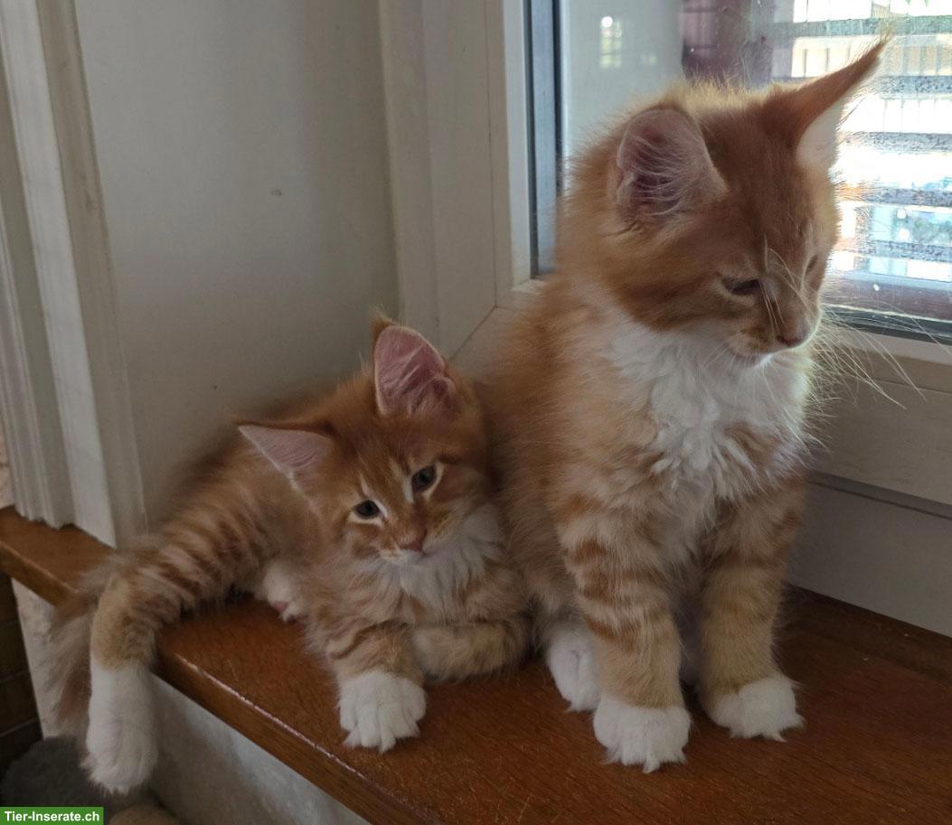 Bild 2: Maine Coon Kitten mit herausragendem Stammbaum