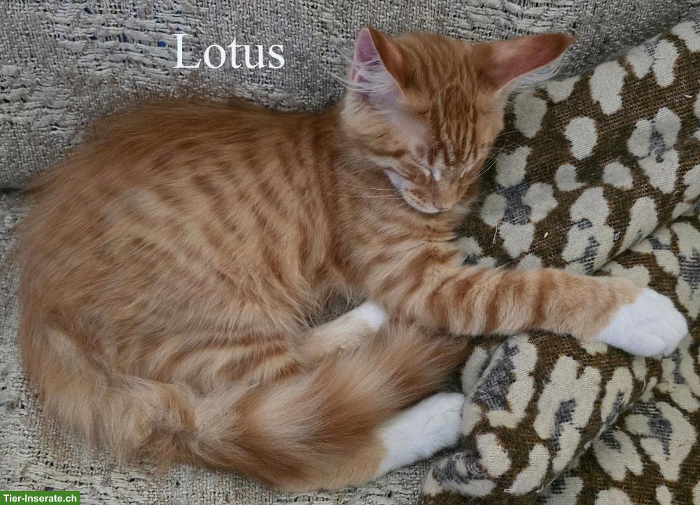 Bild 3: Maine Coon Kitten mit herausragendem Stammbaum