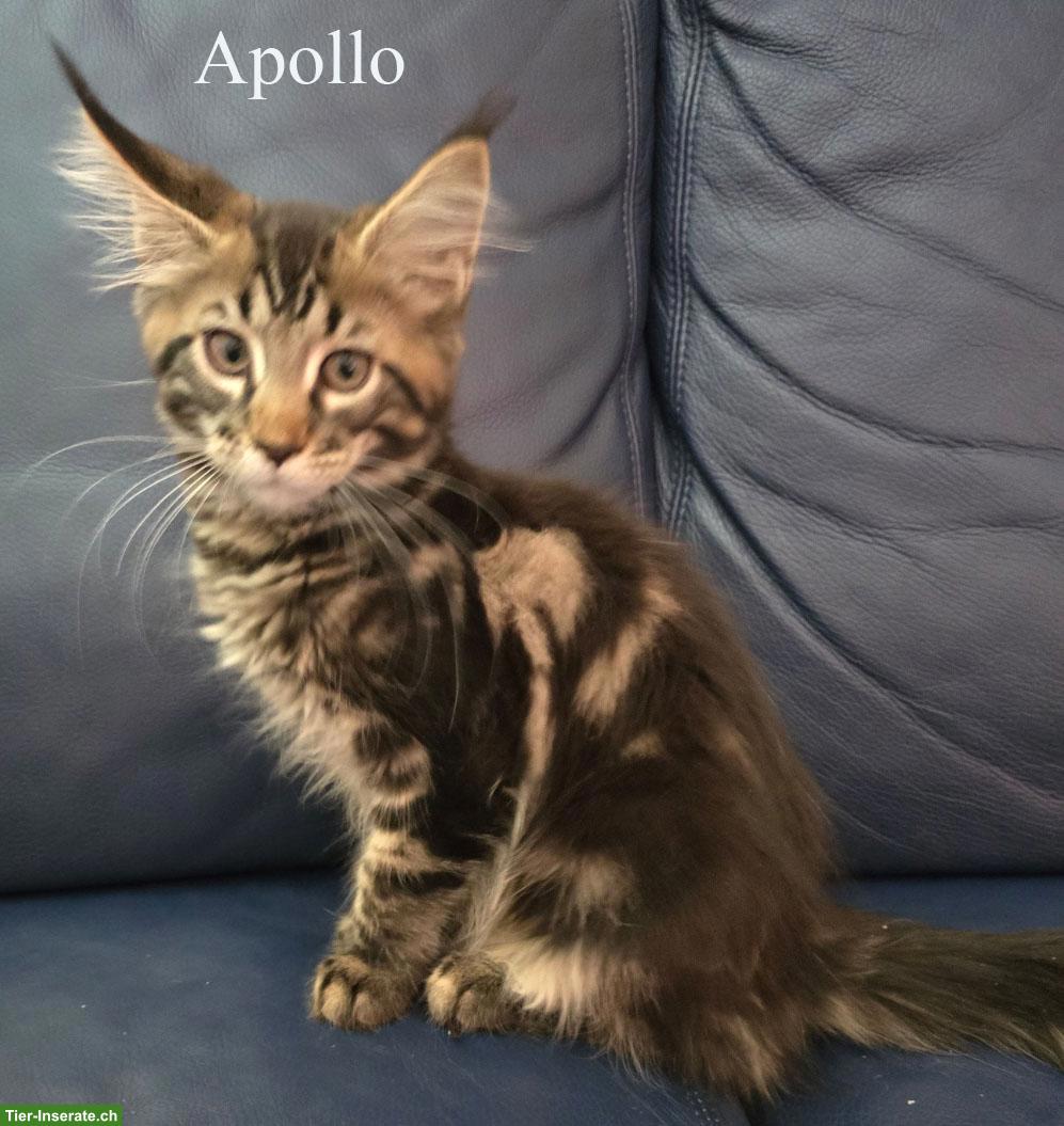 Bild 4: Maine Coon Kitten mit herausragendem Stammbaum
