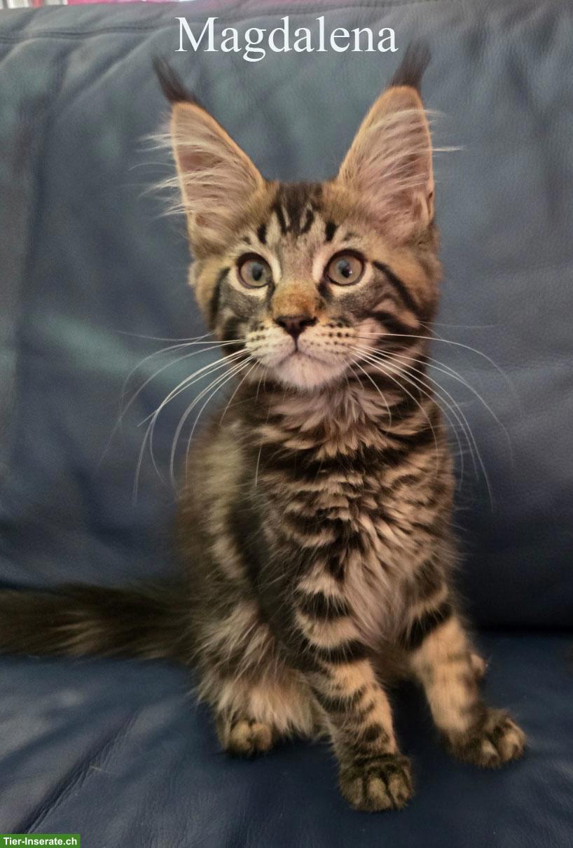 Bild 5: Maine Coon Kitten mit herausragendem Stammbaum