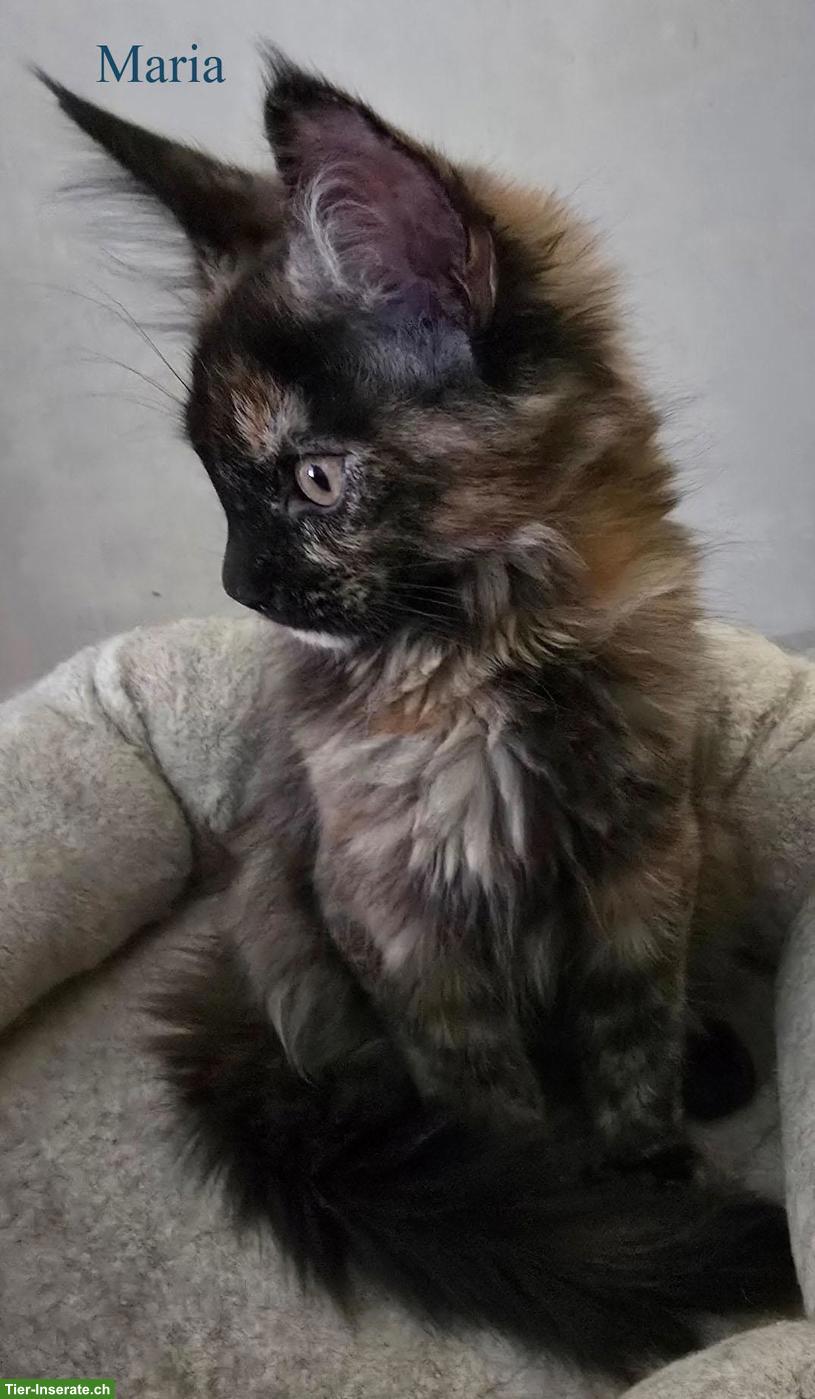 Bild 6: Maine Coon Kitten mit herausragendem Stammbaum
