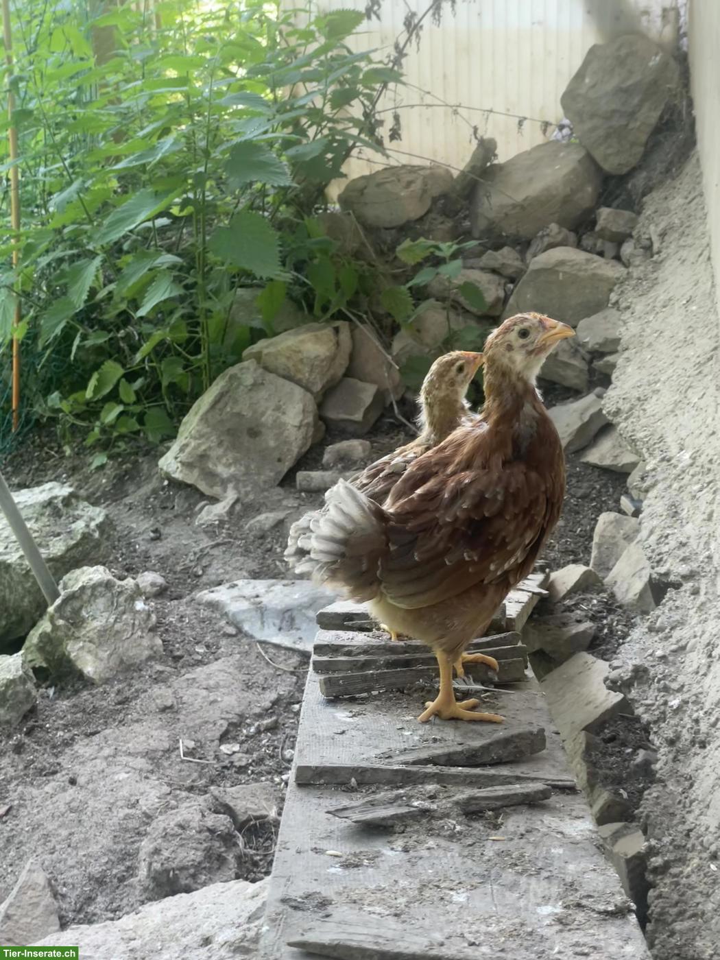 Junge Hühner: Blumenhuhn, 55 Flowery, Opal Legbar