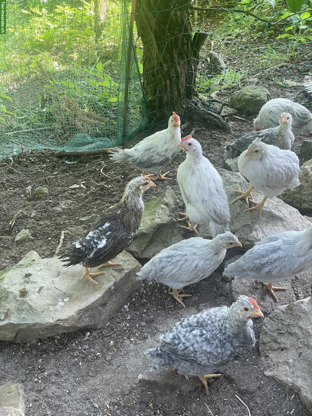 Bild 3: Junge Hühner: Blumenhuhn, 55 Flowery, Opal Legbar