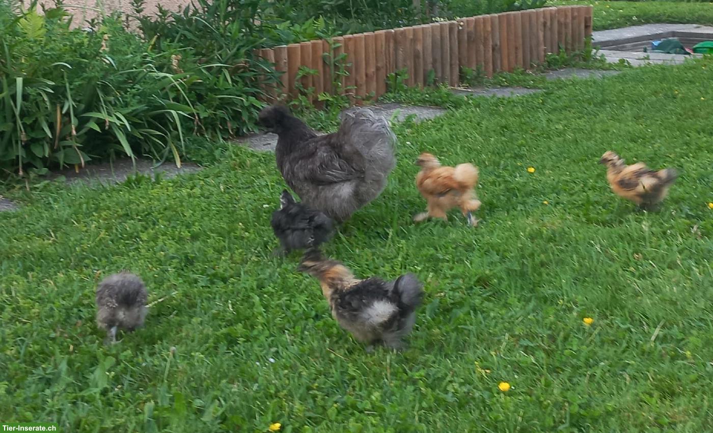 Zwerg-Seidenhuhn Henne mit 3 Küken zu verkaufen