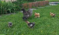 Zwerg-Seidenhuhn Henne mit 3 Küken zu verkaufen
