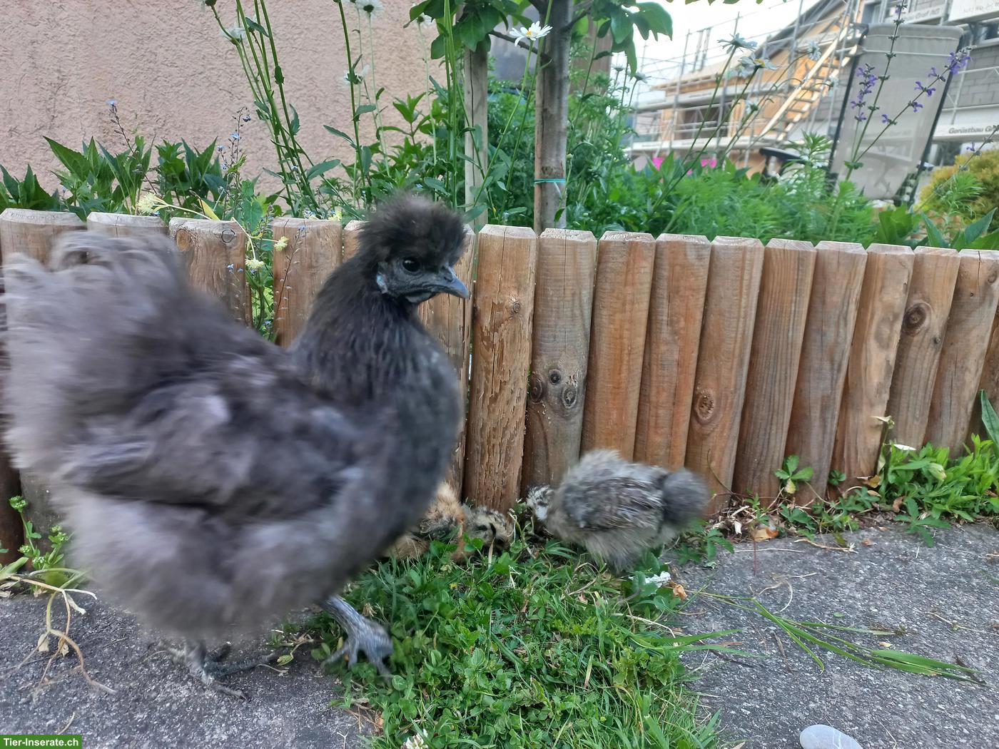 Bild 2: Zwerg-Seidenhuhn Henne mit 3 Küken zu verkaufen