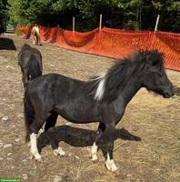 Hübsches American Miniature-Horse Hengstfohlen, 1,5-jährig