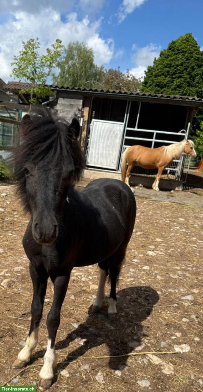 Bild 2: Hübsches American Miniature-Horse Hengstfohlen, 1,5-jährig
