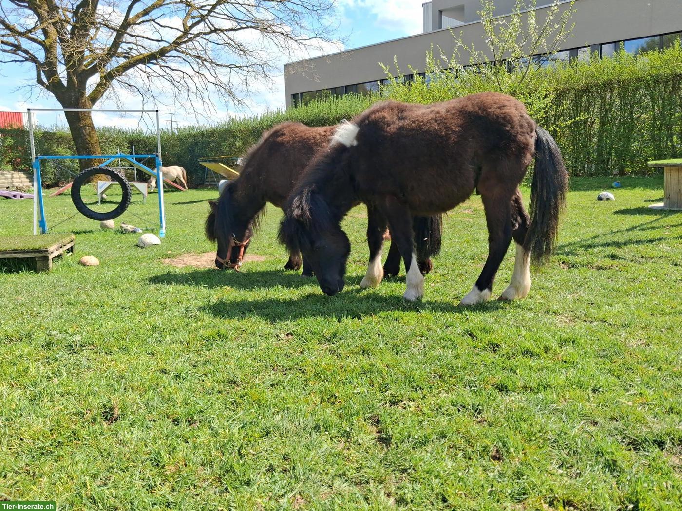 Bild 3: Hübsches American Miniature-Horse Hengstfohlen, 1,5-jährig