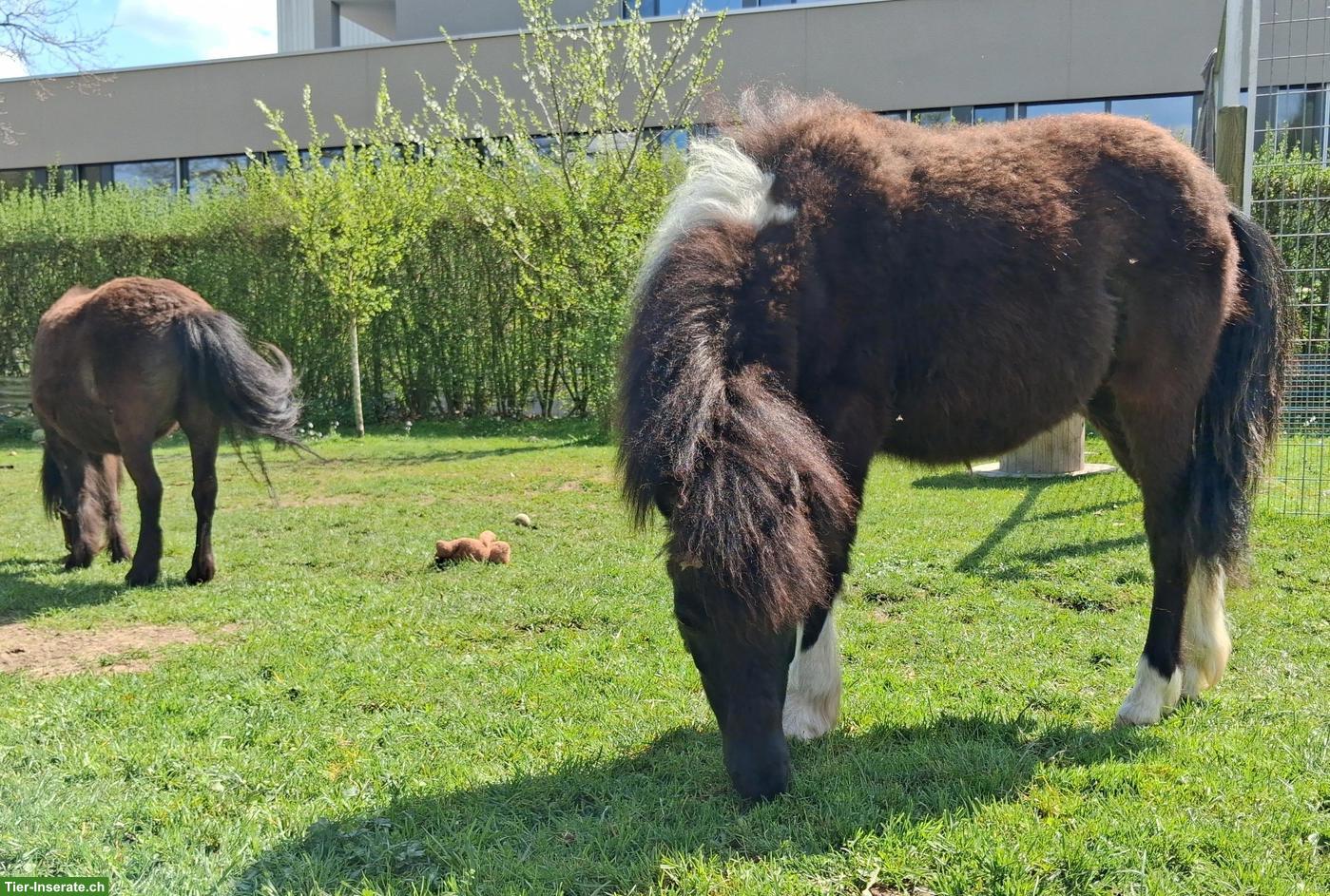 Bild 4: Hübsches American Miniature-Horse Hengstfohlen, 1,5-jährig